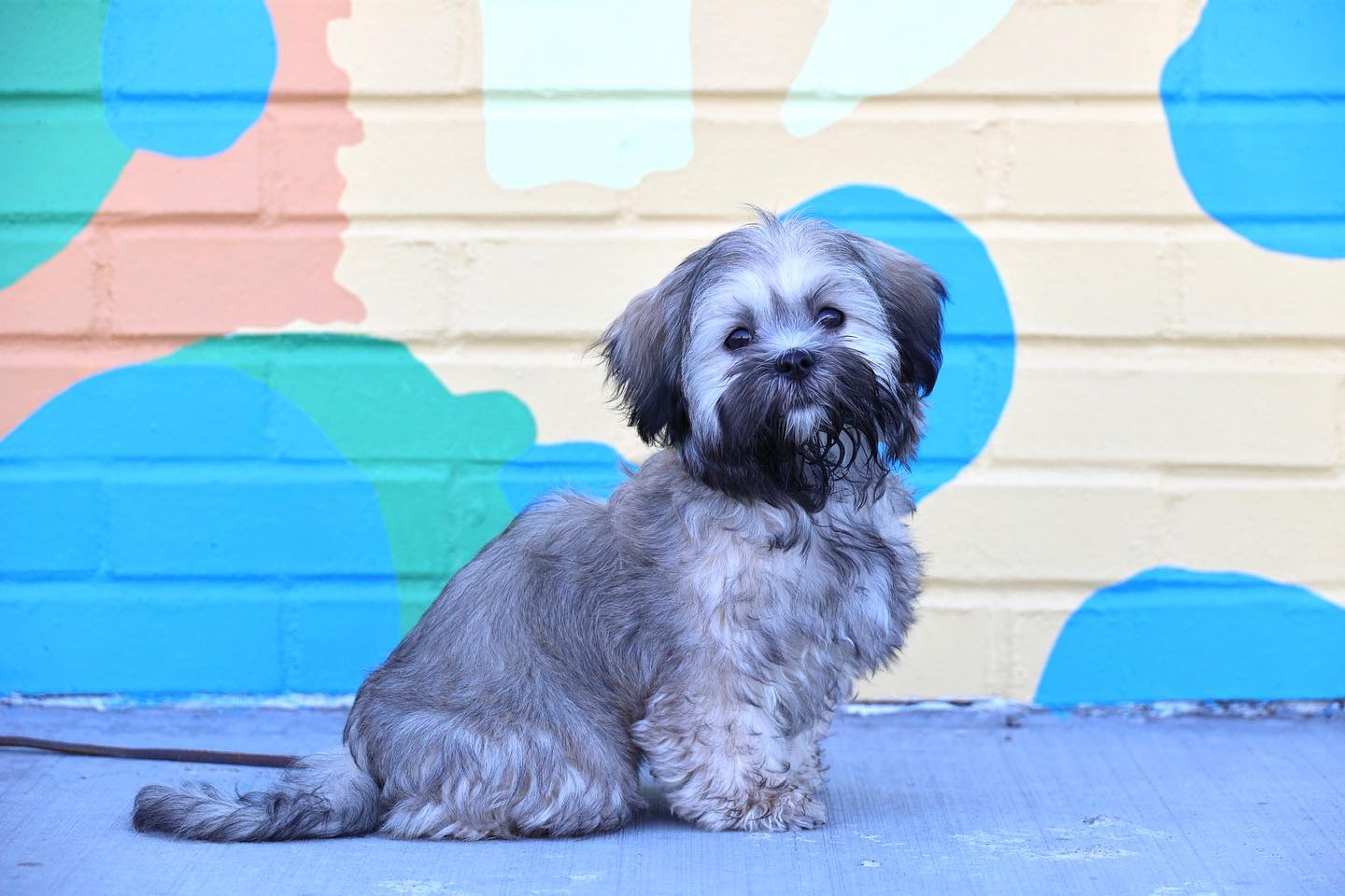 Trusted Puppy Training Experts In Lehi UT trusted-puppy-training-experts-in-lehi-ut